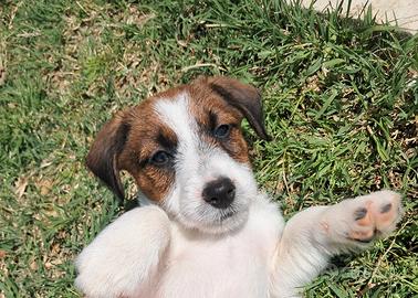 Jack russell terrier