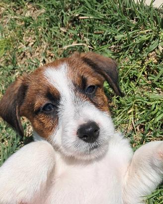 Jack russell terrier