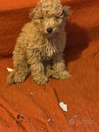 Cucciolo di Barboncino Medio