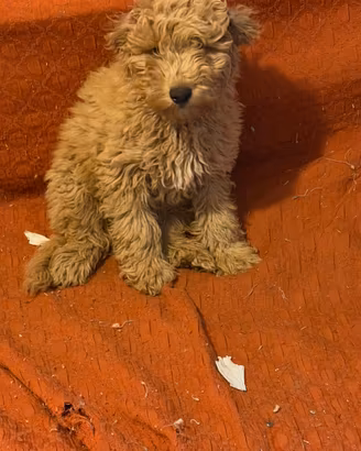 Cucciolo di Barboncino Medio