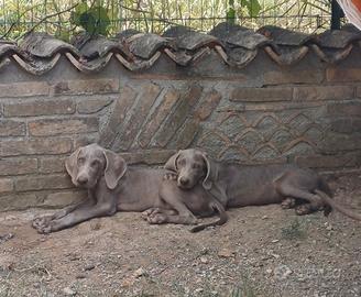 Cuccioli Weimaraner