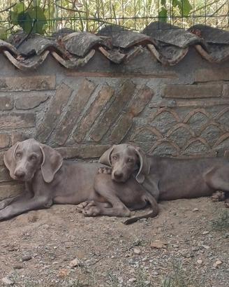 Cuccioli Weimaraner