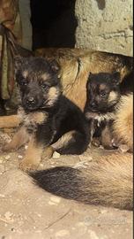 Cuccioli pastore tedesco