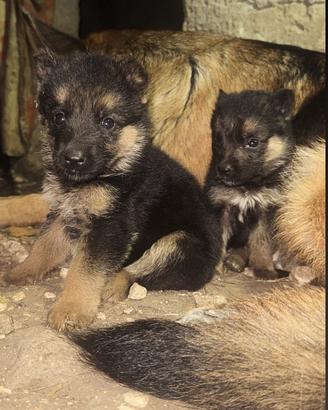 Cuccioli pastore tedesco