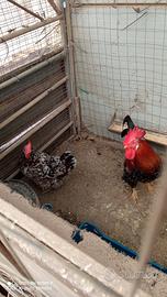 Animali da cortile
