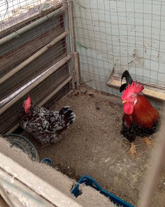 Animali da cortile