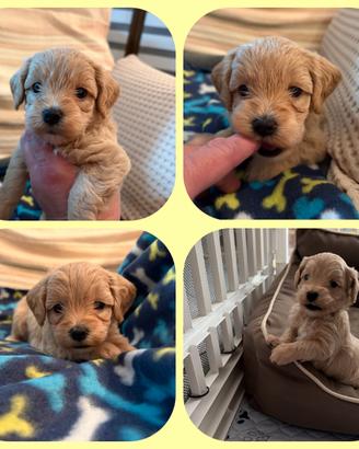 Maltipoo di prima generazione minitoy