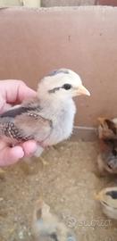 Pulcini araucana