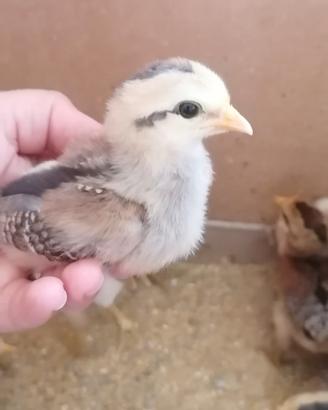 Pulcini araucana