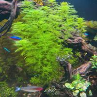  Myriophyllum roirama e Myriophyllum green