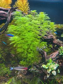  Myriophyllum roirama e Myriophyllum green