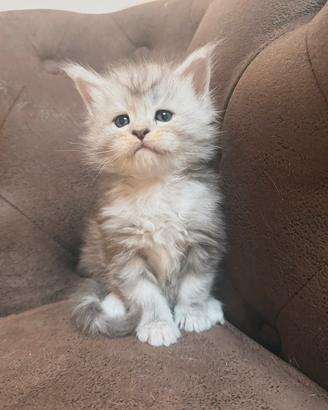 Cuccioli maine coon altissima genealogia estera