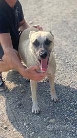 Appello urgentissimo per cagnolina Nicky
