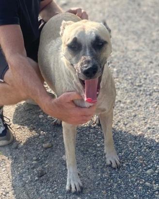 Appello urgentissimo per cagnolina Nicky