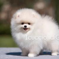 Pomerania linea russa