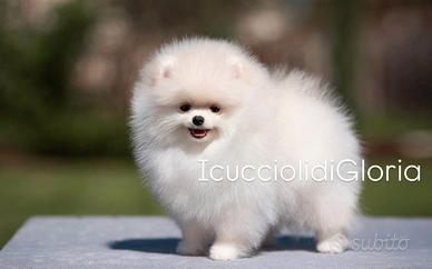 Pomerania linea russa