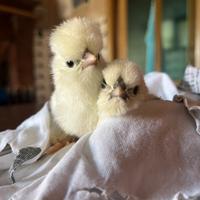 Animali pulcini di Moroseta dolcissimi