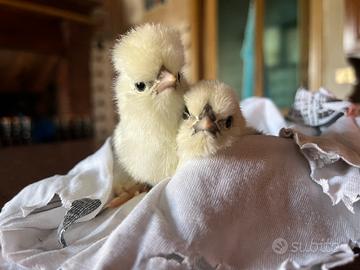 Animali pulcini di Moroseta dolcissimi