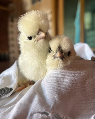 Animali pulcini di Moroseta dolcissimi