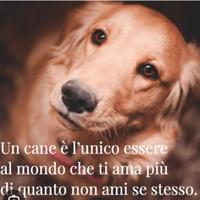 Tutto fare
