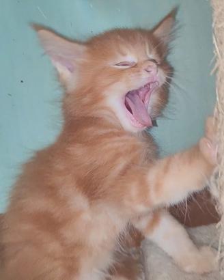 Splendido Maine Coon Red