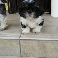 Shih Tzu cuccioli