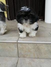 Shih Tzu cuccioli