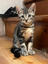 3 gattini