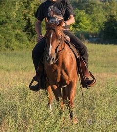 Cavallo Quarter Horse