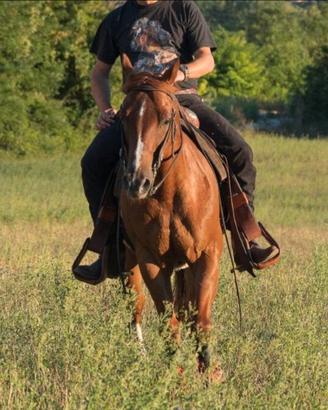 Cavallo Quarter Horse