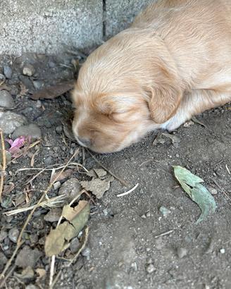 Golden retriever