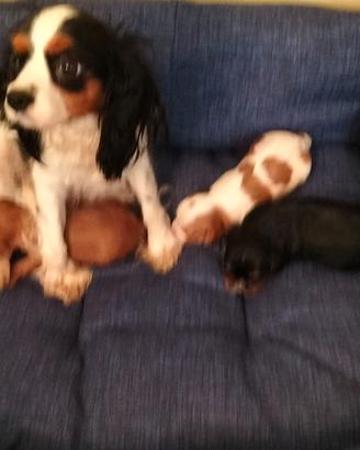 Cavalier King