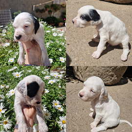 Cuccioli Setter inglese tricolore