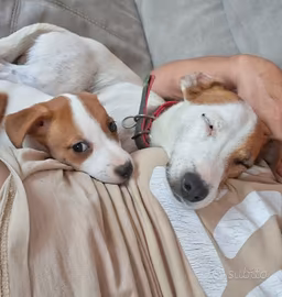 cuccioli di jack russel 
