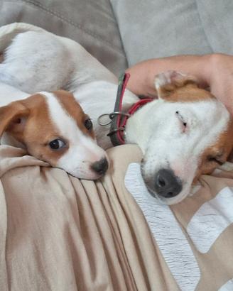 cuccioli di jack russel 