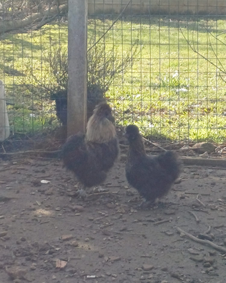 Galline