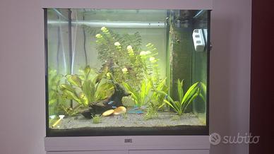 Acquario Juwel 120l