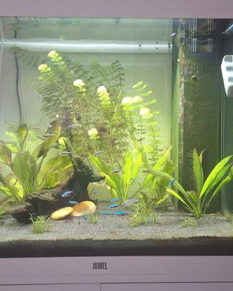 Acquario Juwel 120l