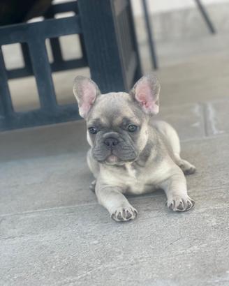 ?Splendidi cuccioli di Bulldog Francese Esotici?