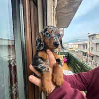 Cuccioli di bassotto arlecchino silver