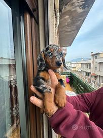 Cuccioli di bassotto arlecchino silver