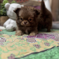 Chihuahua con pedigree