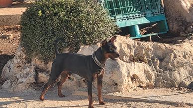Cucciola di pincher