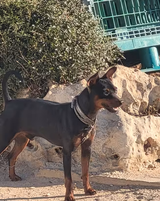 Cucciola di pincher
