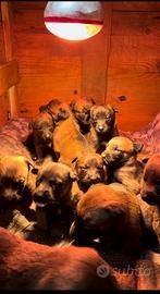 Cuccioli di pastore belga Malinois