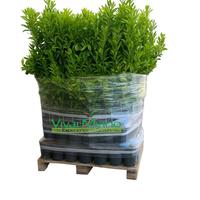 🌿 Agrumi Siciliani – Piante a scelta - Mix di 100