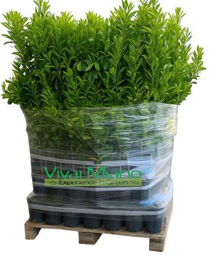 🌿 Agrumi Siciliani – Piante a scelta - Mix di 100