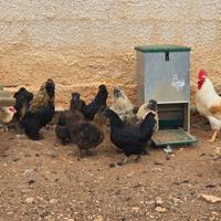 Galline Moroseta