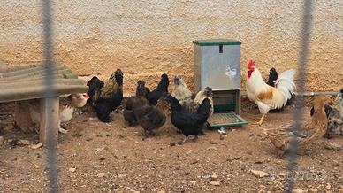 Galline Moroseta