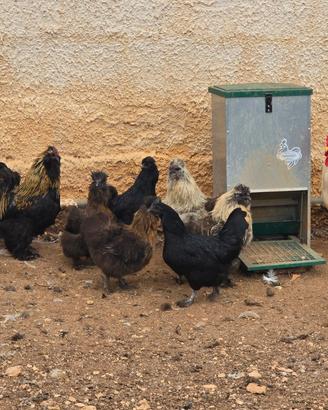 Galline Moroseta